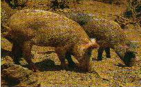 que de cochons en Corse !