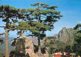 vsions corses