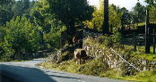 ah les vaches corses!